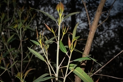 Eucalyptus curtisii