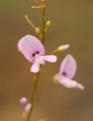 Hylodesmum