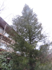 Sciadopitys verticillata