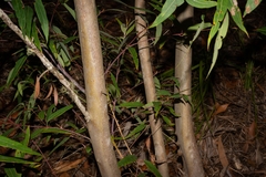 Eucalyptus curtisii