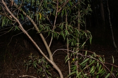 Eucalyptus curtisii