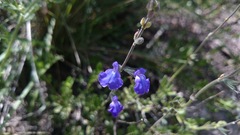 Salvia coahuilensis
