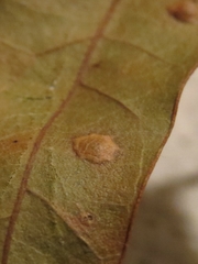 Polystepha quercifolia