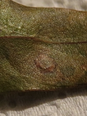 Polystepha quercifolia