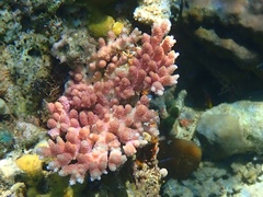 Acropora millepora