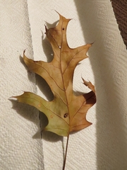 Polystepha quercifolia