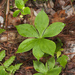 Cucumber Root - Photo (c) Seig, some rights reserved (CC BY-NC), uploaded by Seig
