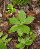Cucumber Root - Photo (c) Seig, some rights reserved (CC BY-NC), uploaded by Seig