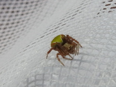 Araneus detrimentosus