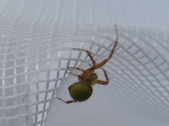 Araneus detrimentosus