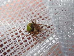 Araneus detrimentosus