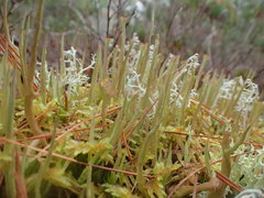 Cladonia maxima
