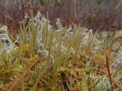 Cladonia maxima