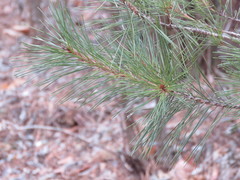 Pinus densiflora