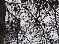 Pinus densiflora