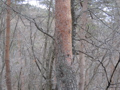 Pinus densiflora