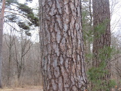 Pinus densiflora