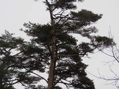 Pinus densiflora