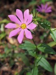 Sabatia dodecandra