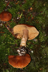 Lactarius olympianus