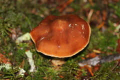Lactarius olympianus