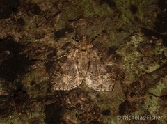 Polyclysta hypogrammata