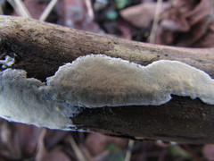 Gloeoporus pannocinctus