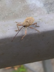 Curculio proboscideus