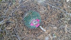 Mammillaria orcuttii