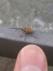 Curculio proboscideus