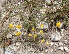 Tetraneuris linearifolia