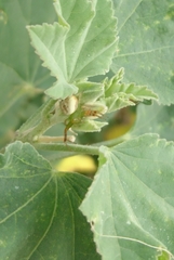 Australomisidia pilula