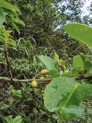 Ilex chinensis