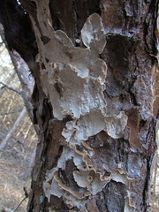 Amylostereum laevigatum