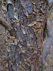 Amylostereum laevigatum