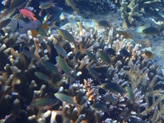 Pseudanthias huchtii