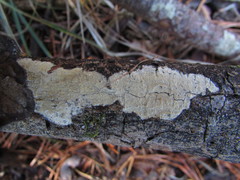 Dacryobolus sudans