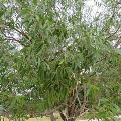 Juliflorae