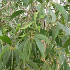 Juliflorae