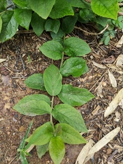 Symplocos paniculata