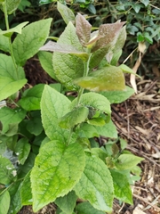 Symplocos paniculata