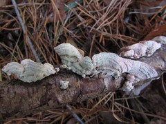 Steccherinum bourdotii