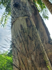 Cocoseae