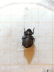 Pelecyphorus