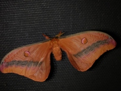 Opodiphthera loranthi