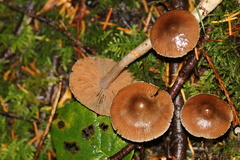 Cortinarius gentilis