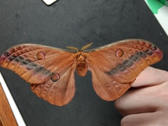 Opodiphthera loranthi