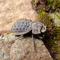 Polynoncus bullatus