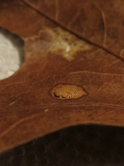 Polystepha quercifolia