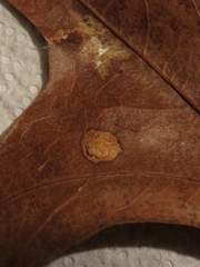 Polystepha quercifolia